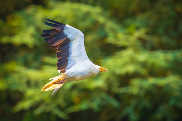 Ägyptischer Geier Neophron Percnopterus Greifvogel Flug Jagd Einem Sonnigen Tag — Stockfoto
