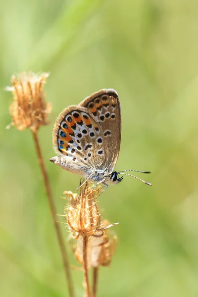 Gros Plan Une Petite Femelle Papillon Bleu Argenté Plebejus Argus — Photo