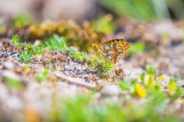 Španělská Královna Issoria Lathonia Motýl Odpočívající Louce Pobřežní Duny Krajina — Stock fotografie