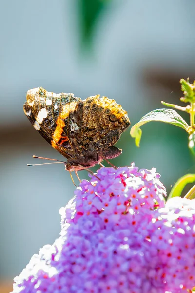 赤い提督蝶 ヴァネッサAtalanta 庭の紫色の蝶ブッシュから蜜を供給する 明るい太陽の光 鮮やかな色 — ストック写真