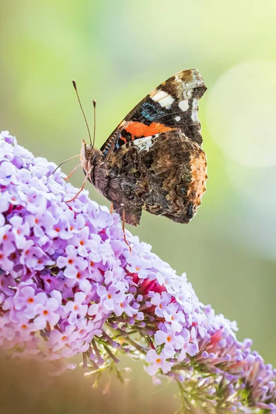 Red Admiral butterfly, Vanessa atalanta, feeding nectar from a purple butterfly-bush in garden. Bright sunlight, vibrant colors.