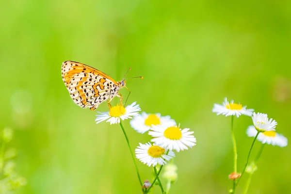 Melitaea Didyma Rotbandfritillary Oder Fleckenfritillary Schmetterling Ernährt Sich Von Blütenstaub — Stockfoto