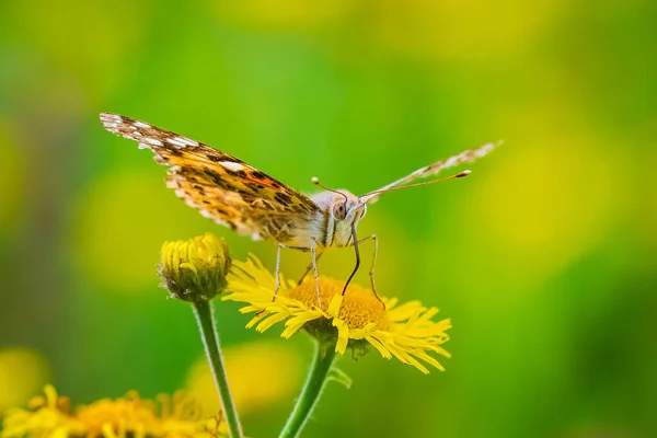 Frontal view of a Painted Lady butterfly vanessa cardu feeding nectar on yellow flowers