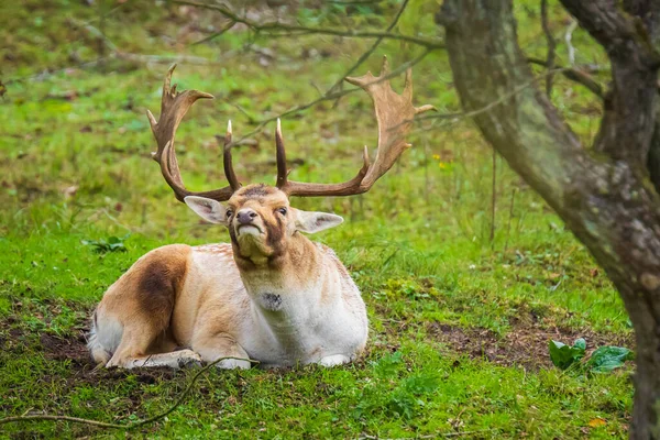 落ちた鹿ダマダマスタッグは強い匂いで危険性を検出します 選択フォーカスが使用されます — ストック写真
