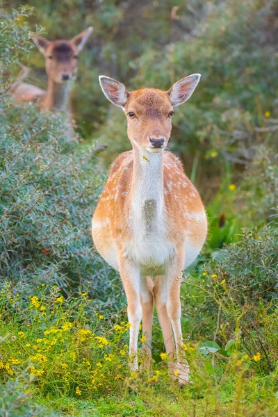 Damhirsche Oder Hirschweibchen Dama Dama Auf Einer Wiese Wald Einem — Stockfoto