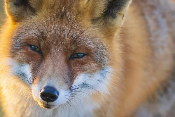 Primer Plano Zorro Rojo Salvaje Vulpes Vulpes Carroñeros Durante Una — Foto de Stock