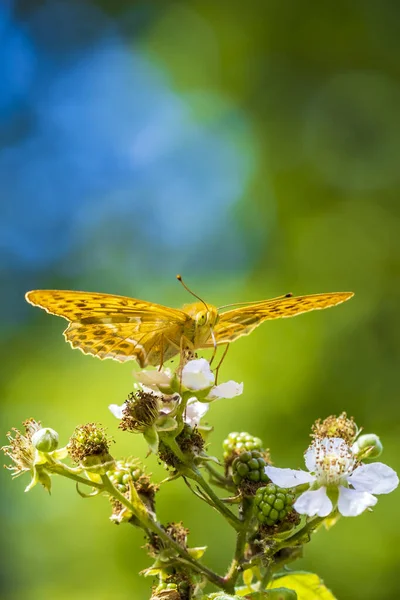 Closeup of a Silver-washed fritillary butterfly, Argynnis paphia,. This specie extinct in Holland but is making a comeback the last years due to climate change.