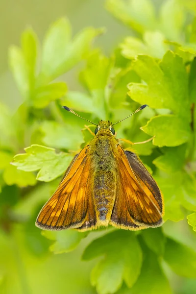 Closeup Large Skipper Ochlodes Sylvanus Butterfly Green Leaf Resting — Stock Photo, Image