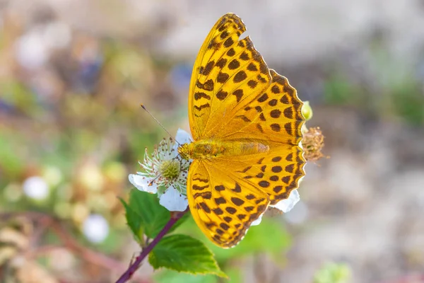 Closeup of a Silver-washed fritillary female butterfly, Argynnis paphia,. This specie extinct in Holland but is making a comeback the last years due to climate change.