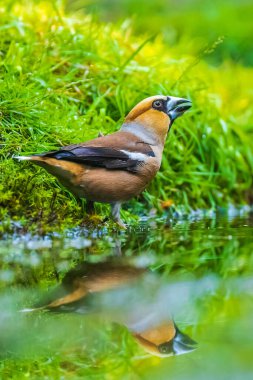 Erkek bir ispinozun yaklaşması Coccothraustes coccothraustes bir ormana tünemiş bir kuş. Seçici odak ve doğal güneş ışığı