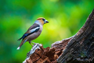 Erkek bir ispinozun yaklaşması Coccothraustes coccothraustes bir ormana tünemiş bir kuş. Seçici odak ve doğal güneş ışığı