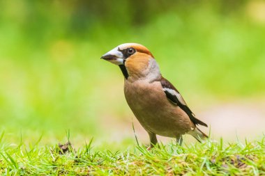 Yeşil bir çim tarlasına tünemiş erkek ispinozun yakını Coccothraustes coccothraustes kuşu. Seçici odak ve doğal güneş ışığı