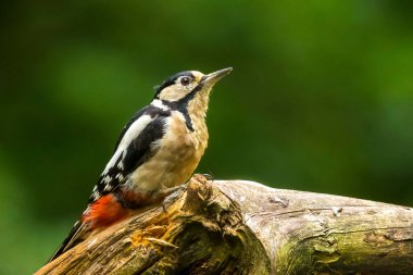 Dendrocopos Major 'daki benekli ağaçkakan kuşunun yakın çekimi yaz mevsiminde bir ormana tünemişti.