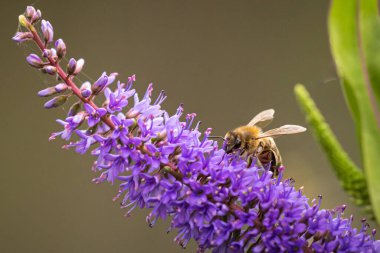 Batı bal arısı ya da Avrupa bal arısı Apis mellifera Mor Buddleja çiçeklerinin nektarını besler. 