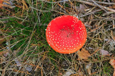 amanita muscaria, agarik uçmak ya da amanita bazidiomycota muscimol mantarı ile ormanda tipik beyaz noktalar. Üst görünüm, doğal ışık, canlı renkler ve seçici odak.