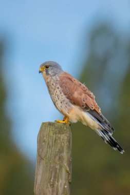 Falco tinnunculus, erkek bir Kestrel 'in yakından portresi tünemiş ve bir avını yiyor.