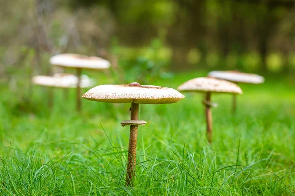 Closeup of a Macrolepiota procera, the parasol mushroom, in a fairy ring. A basidiomycete fungus with a large, prominent fruiting body resembling a parasol.