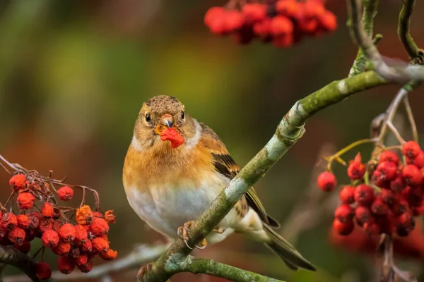 Primer Plano Pájaro Zarandeador Fringilla Montifringilla Plumaje Invierno Alimentando Bayas —  Fotos de Stock