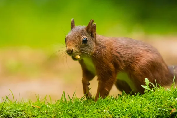 ใกล บกระรอกแดงย โรโซน Sciurus Vulgaris วในป อกโฟก แสงแดดธรรมชาต — ภาพถ่ายสต็อก