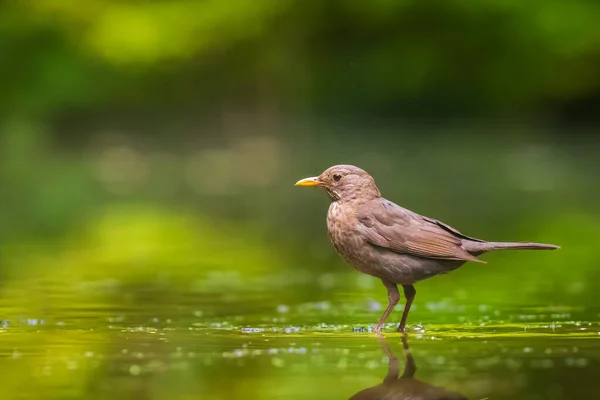 Närbild Europeisk Blackbird Kvinnliga Turdus Merula Stående Vatten Tvätt Rengöring — Stockfoto