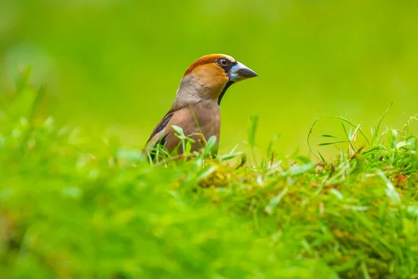 美しい男性の鷹の群れ Coccothraustesの繭 緑の芝生の牧草地で覆われた地面に広がる鳥 — ストック写真
