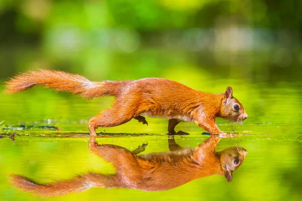 野生のユーラシアの赤いリス シウラスハゲワシの閉鎖は 森の中の小さな池で浅い水の中で餌を食べる 美しい太陽の光の色と反射 — ストック写真