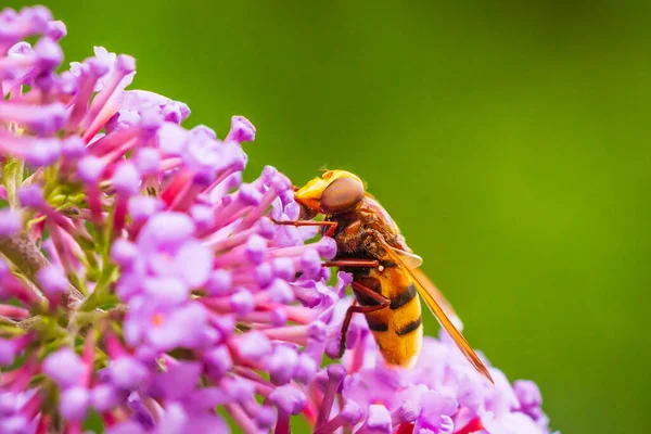金银花 大黄蜂模仿的空中飞舞 用紫色的佛教大丽花喂花蜜 — 图库照片
