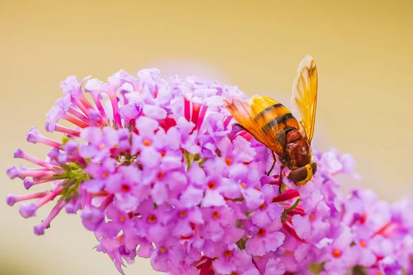 Volucella Zonaria Imitacja Szerszeni Karmienie Nektarem Purpurowych Kwiatów Buddleja Davidii — Zdjęcie stockowe