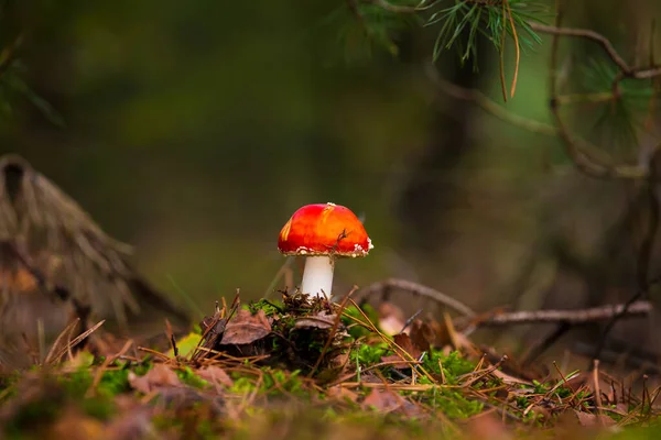 amanita muscaria, fly agaric or fly amanita basidiomycota muscimol mushroom with typical white spots on a red hat in a forest. Natural light, vibrant colors and selective focus.