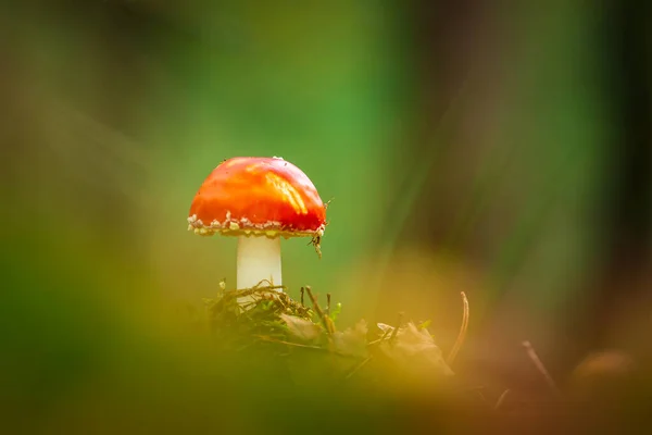 Amanita Muscaria Agarik Uçmak Amanita Bazidiomycota Muscimol Mantarı Ile Ormanda — Stok fotoğraf