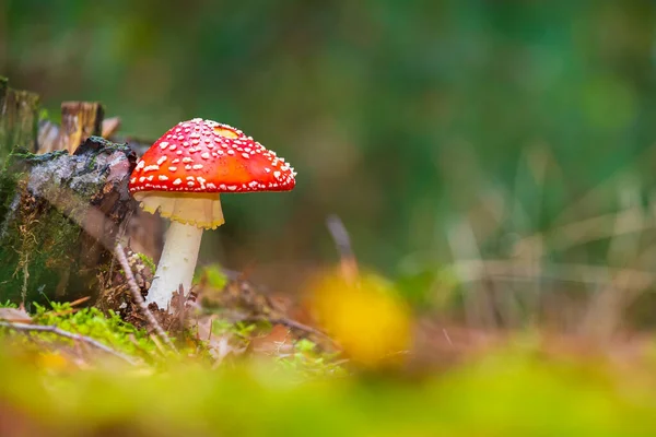 Amanita Muscaria Mosca Agárica Mosca Amanita Basidiomycota Muscimol Cogumelo Com — Fotografia de Stock