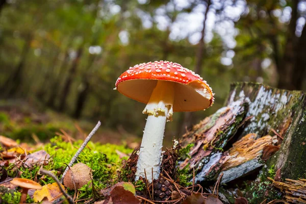 amanita muscaria, fly agaric or fly amanita basidiomycota muscimol mushroom with typical white spots on a red hat in a forest. Natural light, vibrant colors and selective focus.