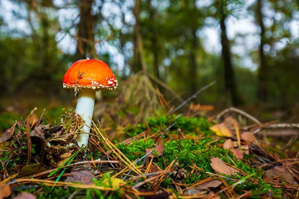 amanita muscaria, fly agaric or fly amanita basidiomycota muscimol mushroom with typical white spots on a red hat in a forest. Natural light, vibrant colors and selective focus.