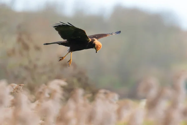 서양의 해리어 Marsh Harrier Circus Aeruginosus 먹이를 사냥하는 포커스 — 스톡 사진