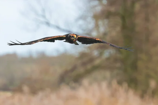 Rohrweihe Circus Aeruginosus Greifvogel Flug Auf Der Suche Und Jagd — Stockfoto