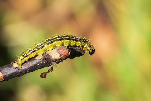 Großaufnahme Einer Buchsbaummottenraupe Cydalima Perspectalis Die Sich Von Blättern Ernährt — Stockfoto