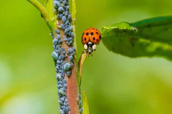 瓢虫或瓢虫以蚜虫为食 充满活力的色彩和阳光 有选择的软重点 — 图库照片