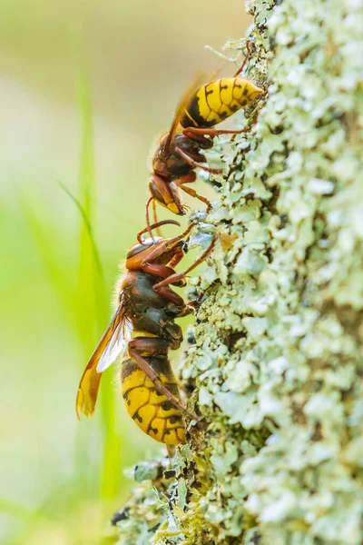 Europäische Hornisse Vespa Crabro Nahaufnahme Futtersuche Auf Einem Baum Wald — Stockfoto