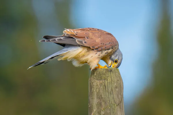 Closeup Portrait Male Common Kestrel Falco Tinnunculus Perched Eating Prey — Stock Photo, Image