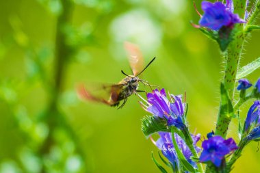 Uçarken, Echium vulgare yılanının böcek ilacı ve yaban otunun mor çiçekleriyle nektarı besleyen geniş kenarlı arı güvesi Hemaris fuciforis 'in yakın çekimi.