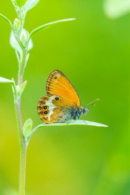 Coenonympha arcania 'daki İnci fundalığı kelebeğinin çimenlerde dinlenirken yan görüntüsü. Seçici odak ve yeşil arkaplan