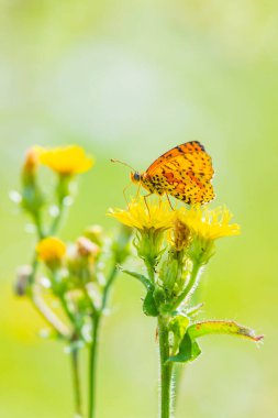 Melitaea didyma, kırmızı bantlı fritiller veya benekli kelebek renkli yeşil bir çayırda çiçeklerle besleniyor.