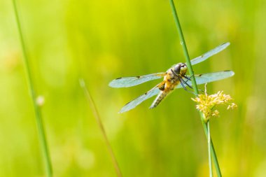 Dört noktalı kovalayıcının yakın çekimi, Libellula kuadrimaculata, ya da yeşil sazlıklarda dinlenen dört noktalı yusufçuk..