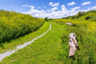 Yaz mevsiminde mavi gökyüzünün altında güzel sarı renkli tarlalar. Alım Parkı Hayvanat Bahçesi, Hollanda