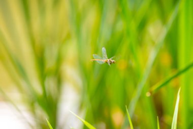 Bir çayırda gün ışığında dinlenen lanet olası bir dart sempetrum sanguinyumunun yakın çekimi.