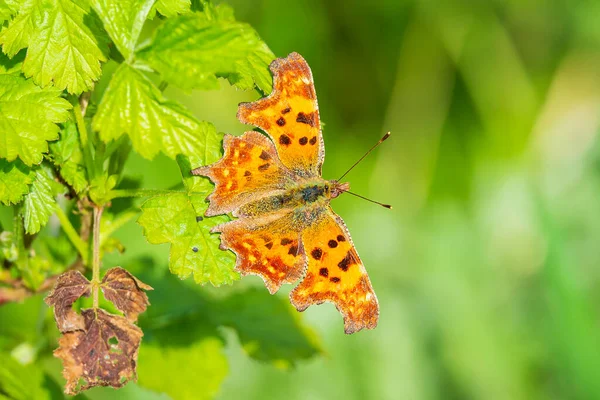 Papillon Virgule Polygonia Album Reposant Soleil Sur Végétation Dans Les — Photo