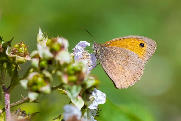 Vue Latérale Rapprochée Papillon Brun Des Prés Maniola Jurtina Nourrissant — Photo