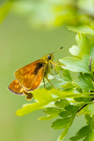 Closeup Large Skipper Ochlodes Sylvanus Butterfly Green Leaf Resting — Stock Photo, Image