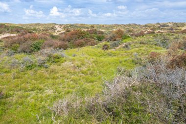 Hollanda kıyısındaki Meijendel milli parkında bulutlu bir gökyüzü altında kum tepeleri ve vahşi doğa manzarası