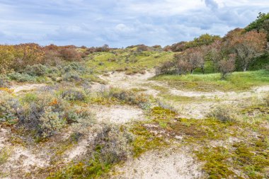 Hollanda kıyısındaki Meijendel milli parkında bulutlu bir gökyüzü altında kum tepeleri ve vahşi doğa manzarası